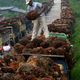 Harvesting oil palms in the Papua province.